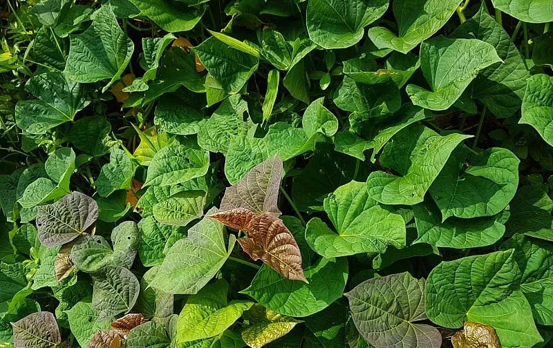 紅薯葉