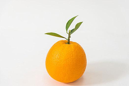 蘋果